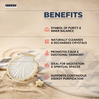 Sacred Sea Shell Harmony Selenite Coaster